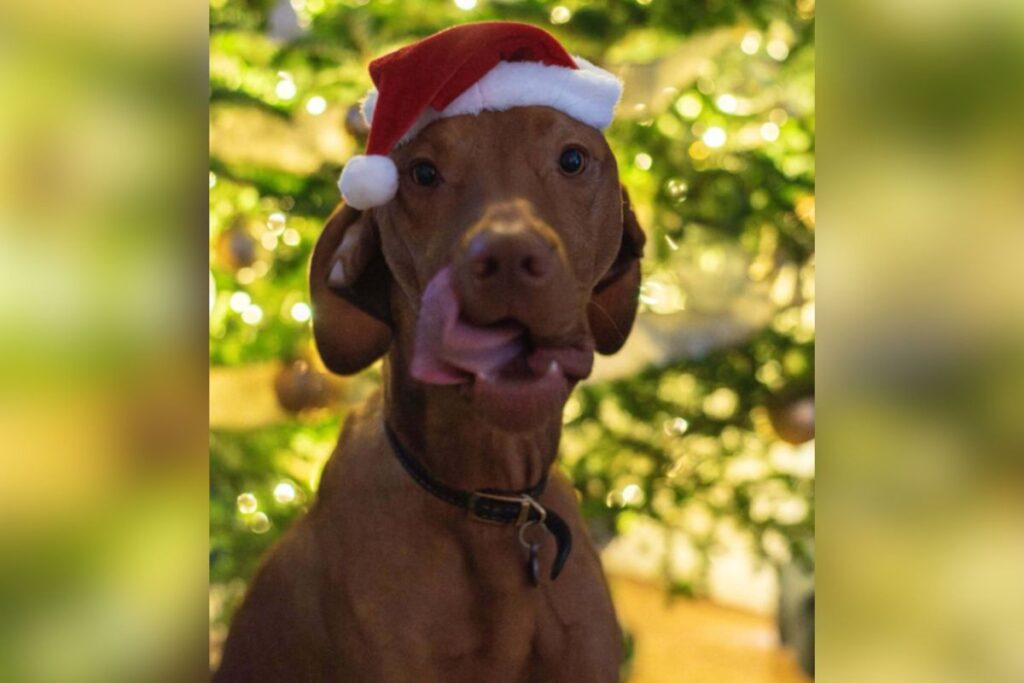 Dog Seizes Opportunity Amid the Christmas Chaos—Then Came the 0 Vet Bill