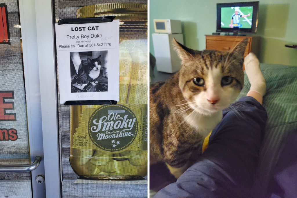 Cat Goes Missing on Road Trip—Weeks Later, Owner Gets a Call