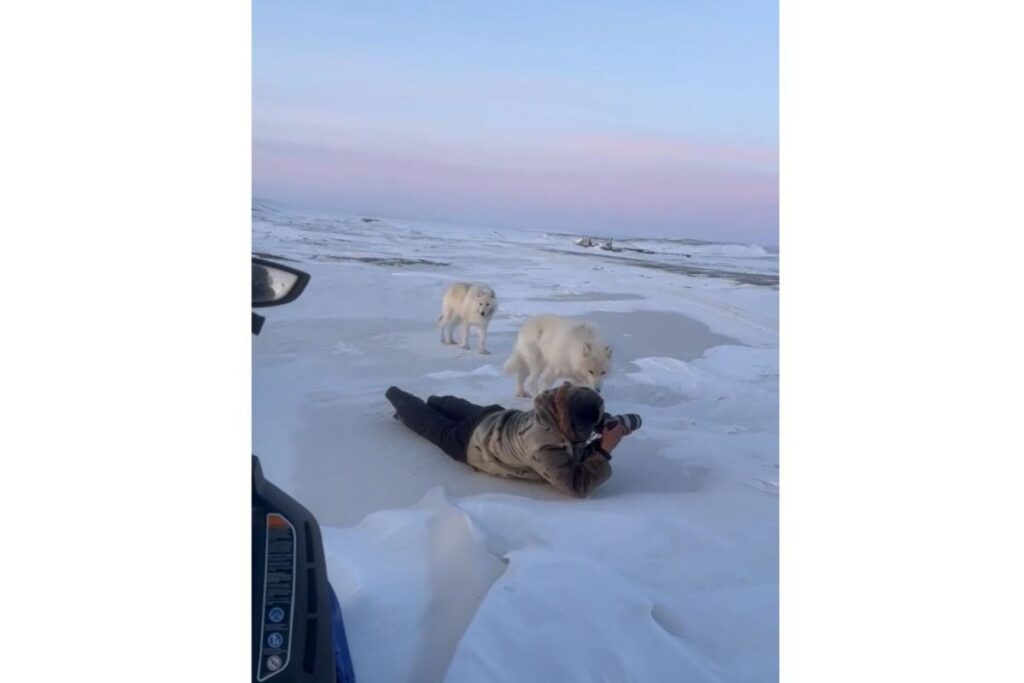 Photographers Shown Capturing Stunning Arctic Views—Then the Wolves Arrive