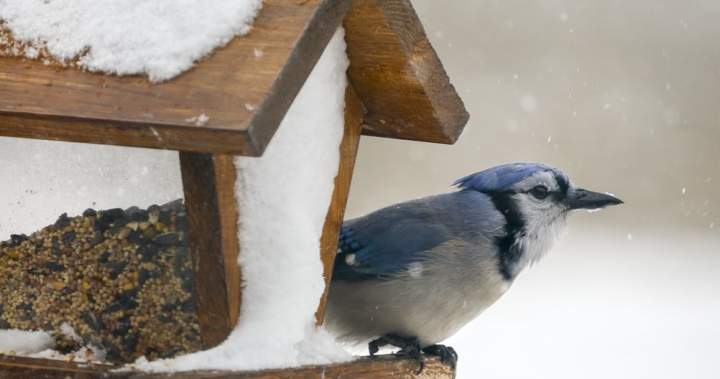 Canada sees numerous winter storm, freezing rain warnings Canada sees numerous winter storm, freezing rain warnings