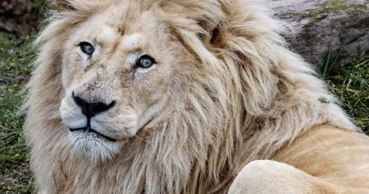 Toronto Zoo euthanizes beloved male white lion after health decline Toronto Zoo euthanizes beloved male white lion after health decline