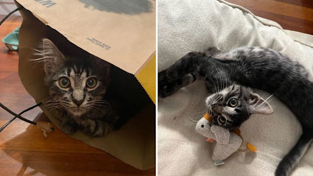 Titan is now settled into his new family.