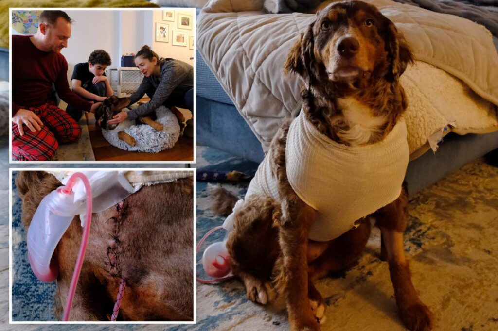 Exclusive | ‘Who stabs a dog?’ NYC family in shock after pup stabbed on city street