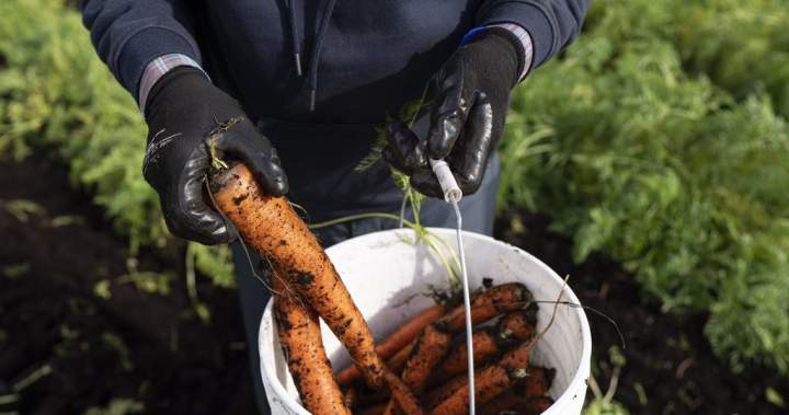 N.S. migrant workers will not immediately gain access to public health care N.S. migrant workers will not immediately gain access to public health care
