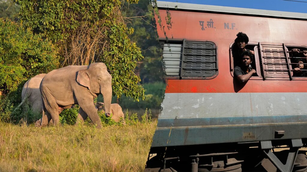 Several elephants killed in train collision as impact causes multiple coaches to derail Several elephants killed in train collision as impact causes multiple coaches to derail