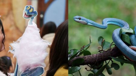 Box office bite: Zootopia 2’s runaway success in China sends fans shopping for venomous snakes