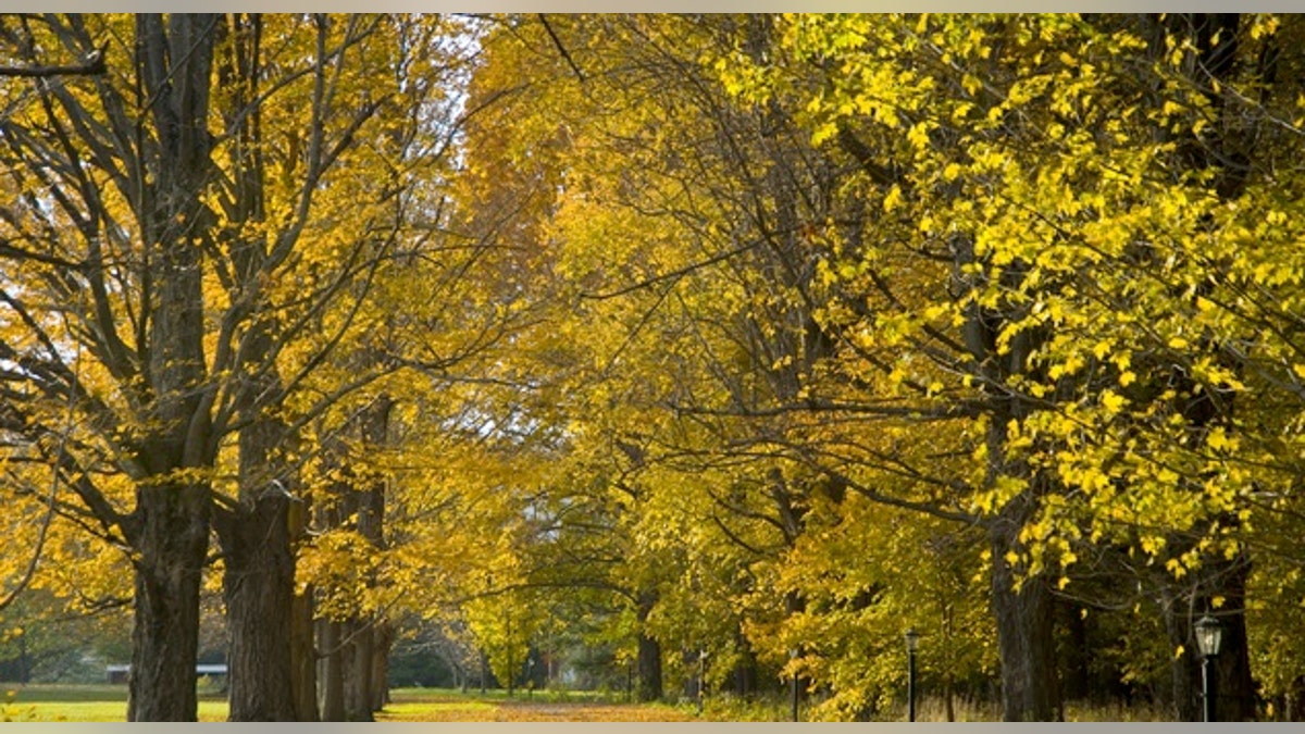 Leaf-peeping in the Berkshire Mountains.