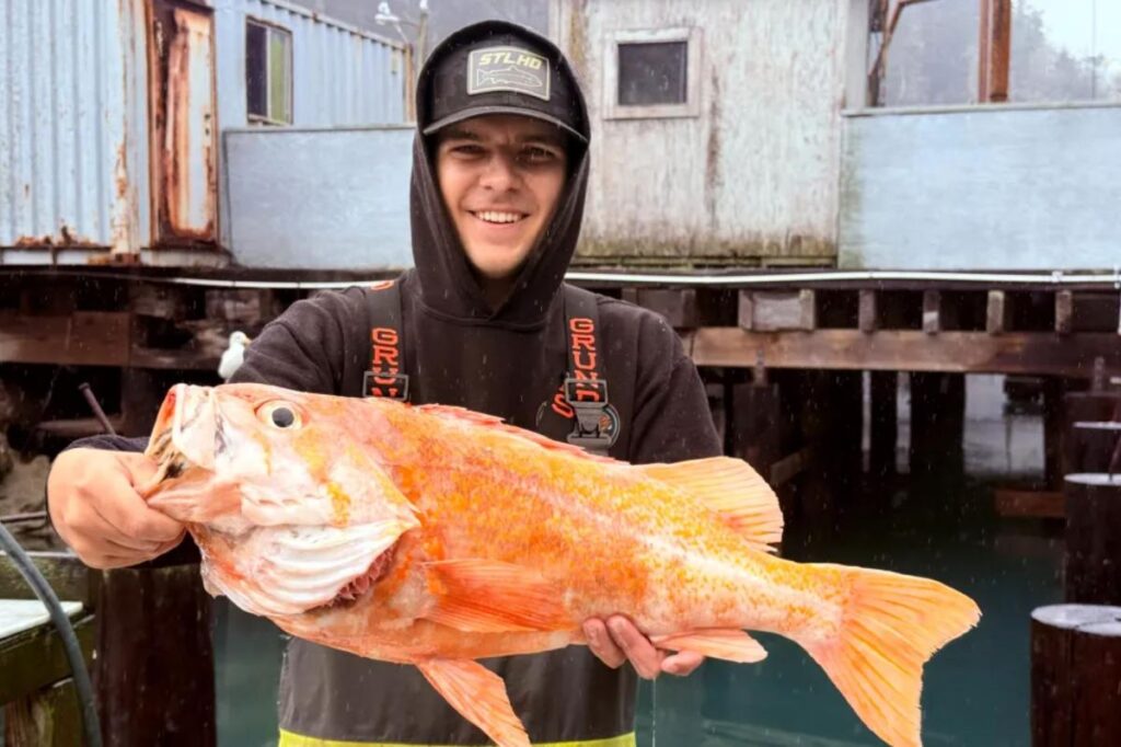 California fisherman likely breaks records by catching 10.25-pound canary rockfish California fisherman likely breaks records by catching 10.25-pound canary rockfish