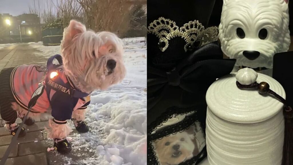 Man in China jailed 4 years for poisoning and killing 9 pet dogs Man in China jailed 4 years for poisoning and killing 9 pet dogs