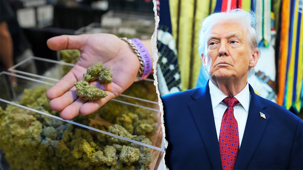 A split image of President Donald Trump and marijuana