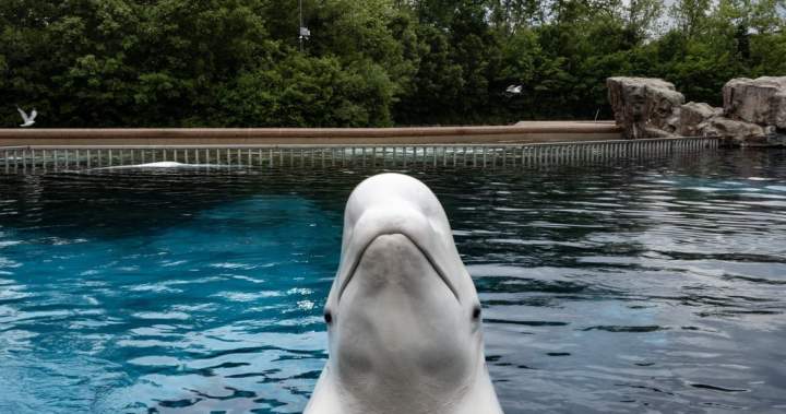 Marineland now seeking permits to ship remaining belugas to U.S.: sources Marineland now seeking permits to ship remaining belugas to U.S.: sources