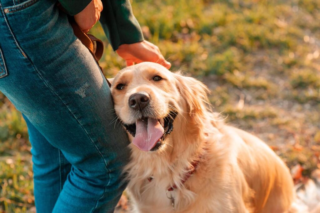 Majority of pet owners prioritize their animals’ budgets over their own needs