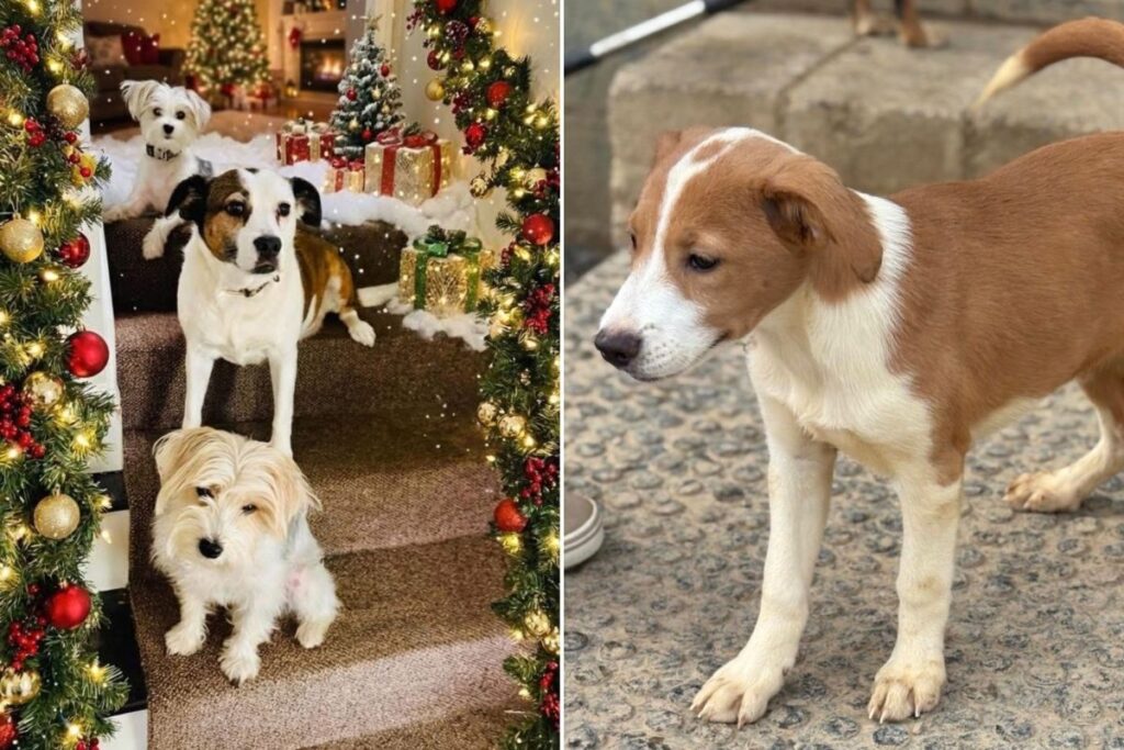 Puppy Born Just Days After Her Mom Was Rescued Wins Pet of the Week