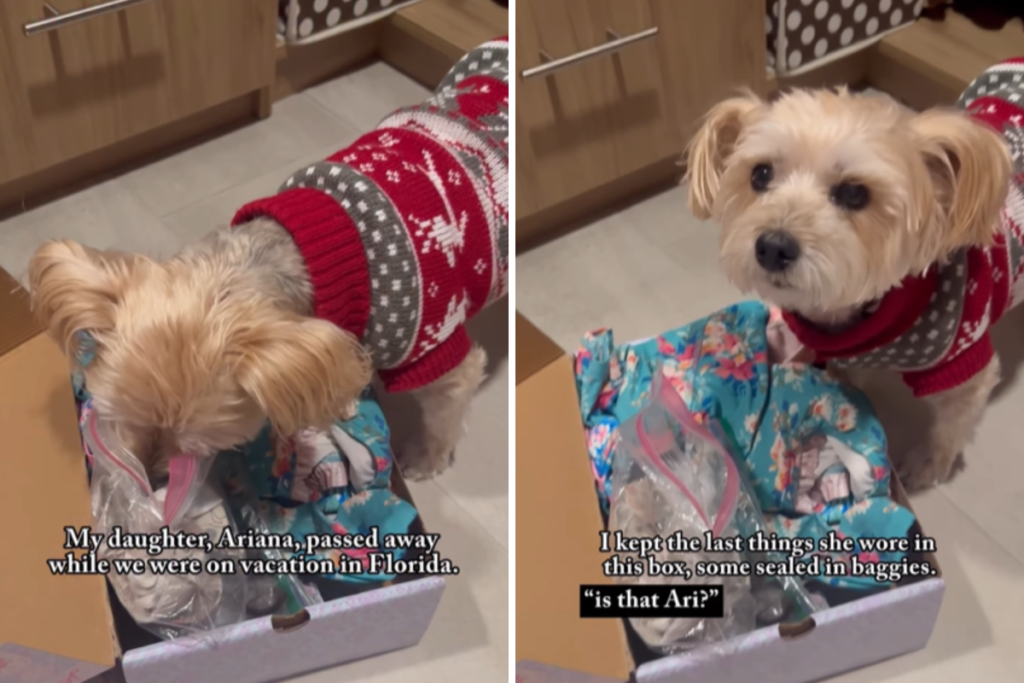 Heartbreak as Mom Lets Late Daughter’s ‘Soul Dog’ Smell Her Things