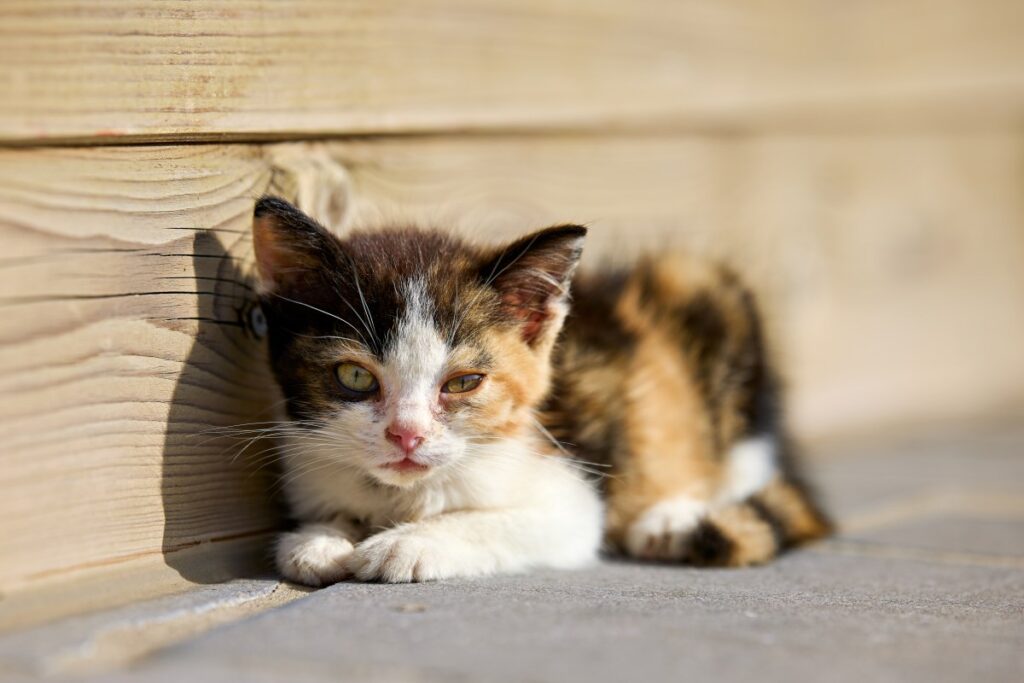 Cyclist Sees Kitten Shivering on Side of Road, His Next Move Saves Her Life