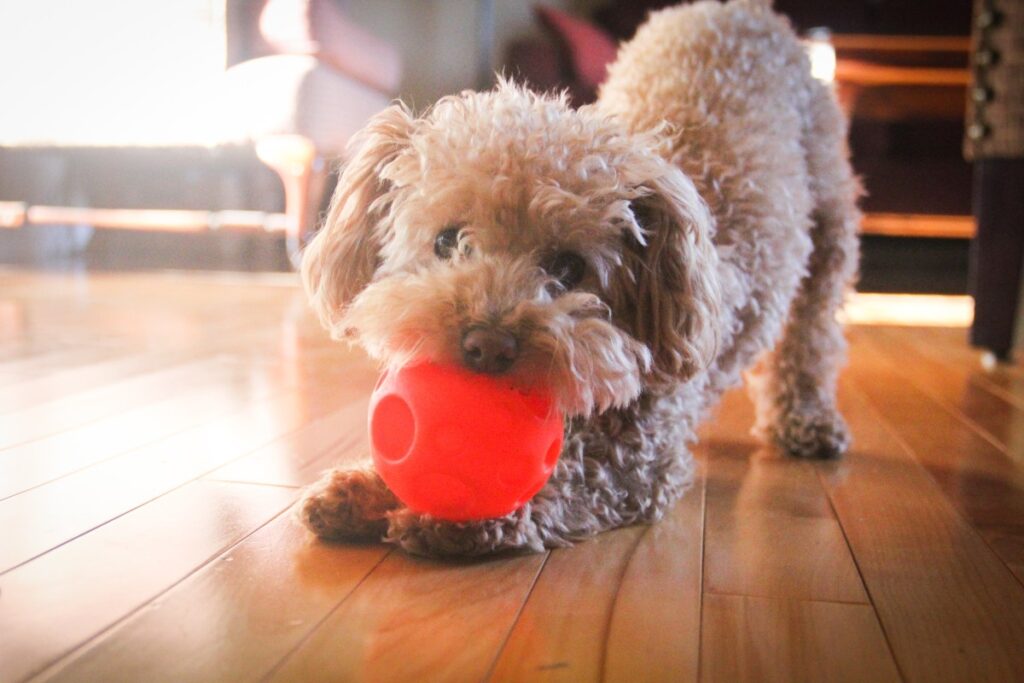 Hysterics As Goldendoodle Puppy ‘Doesn’t Mess Around’ When Playing Fetch