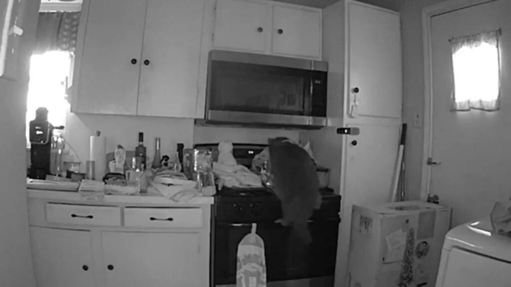 Cat caught on camera starting dangerous kitchen fire after jumping on stove and turning on burner
