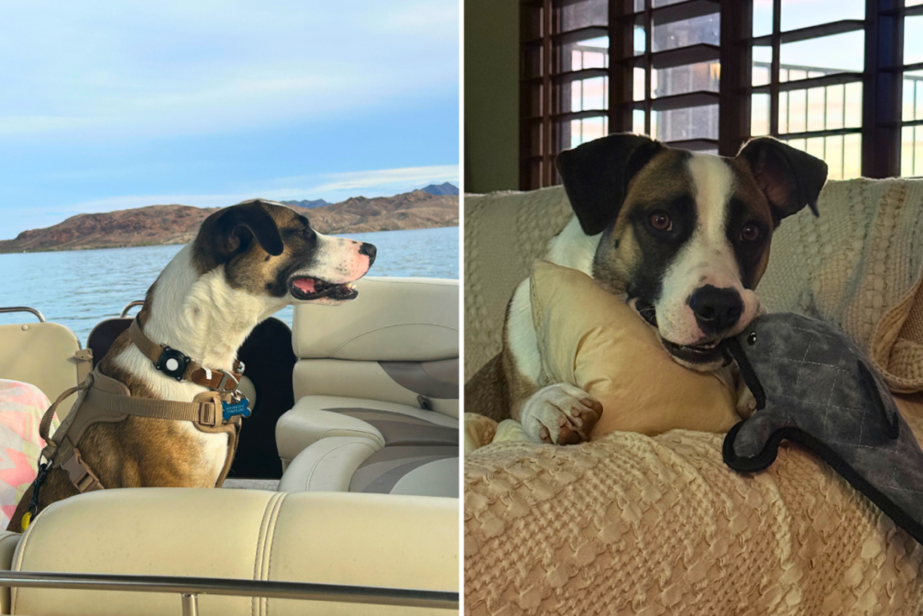 Dog Cruelly Tossed Out Moving Truck in LA—Then a Stranger Read Her Story