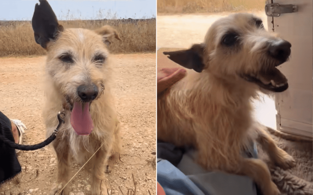 Senior Dog Spent Two Years in Shelter, Then One Walk Changed Everything