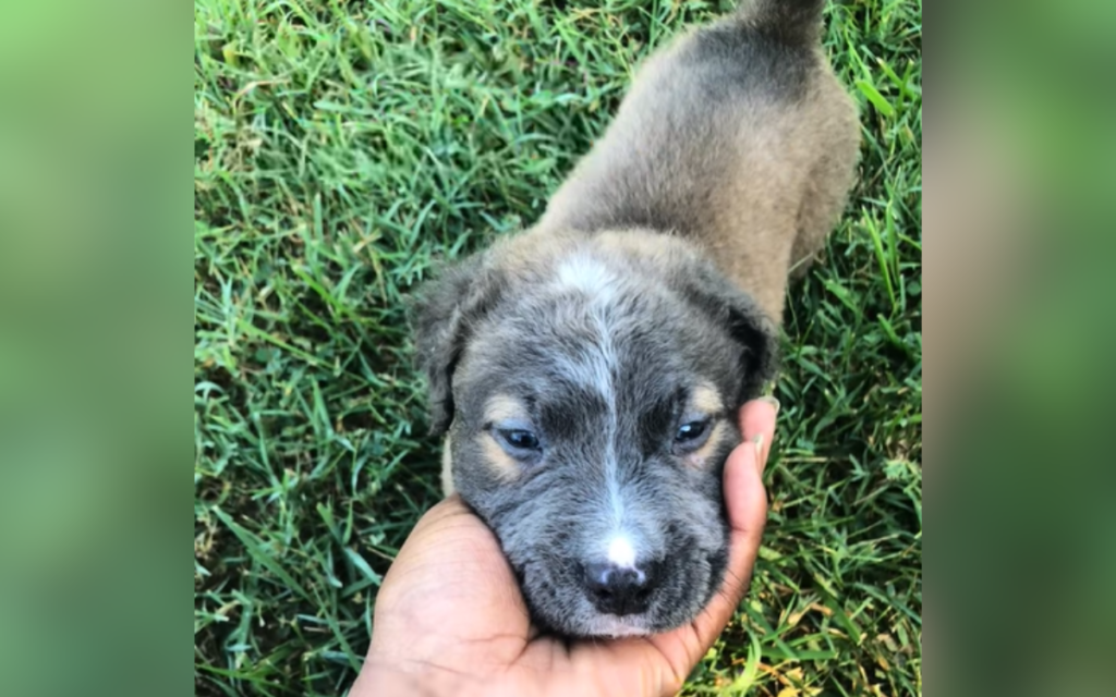 Pit Bull Born With ‘Mutated Hair Gene’—Nothing Prepares Owner for Results