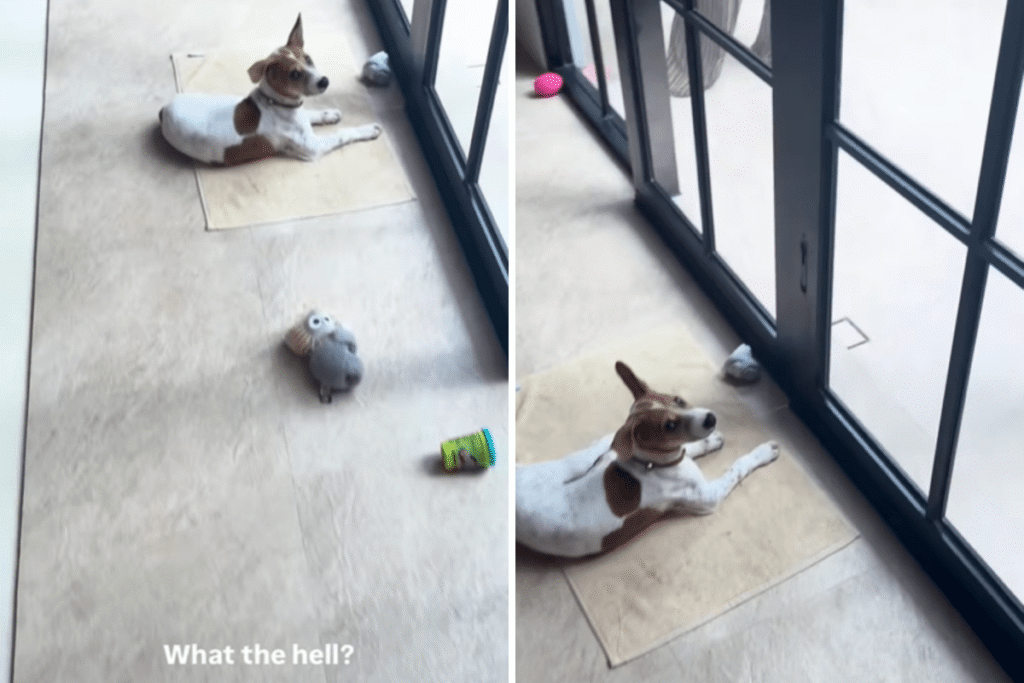 Toddler Shows Mom What He Has Found in Plants: ‘What the Hell?’