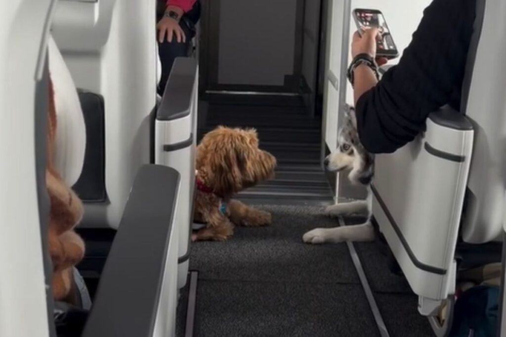 Pomsky sat next to dog on flight—no one ready for what happens next