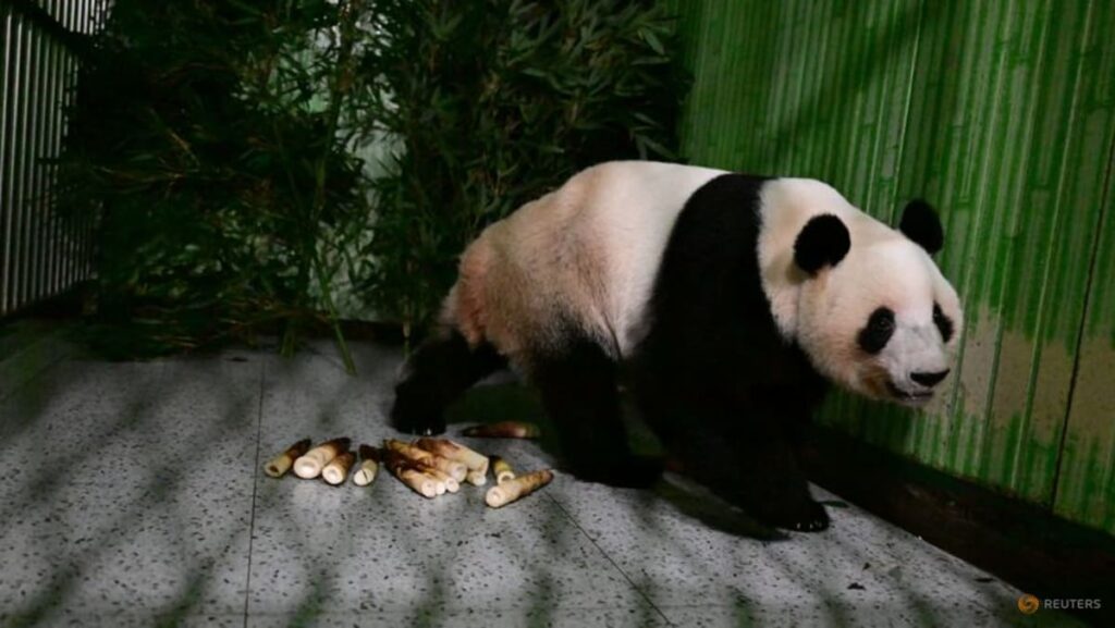Japan-born pandas Xiao Xiao and Lei Lei arrive in China as bilateral ties freeze Japan-born pandas Xiao Xiao and Lei Lei arrive in China as bilateral ties freeze