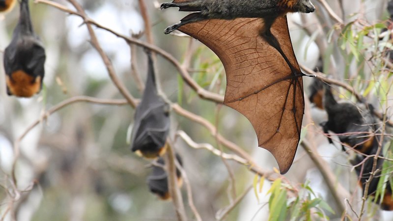 No end in sight to scorching heat as Victorians fight to stay cool No end in sight to scorching heat as Victorians fight to stay cool
