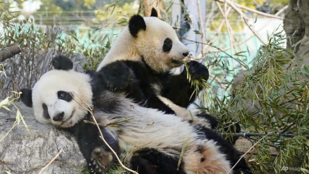 Japan’s last 2 pandas to return to China on Jan 27