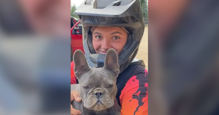 Dingoes found circling B.C. teen to be culled, Australia says Dingoes found circling B.C. teen to be culled, Australia says