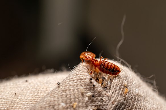 Here comes trouble: A bed bug.