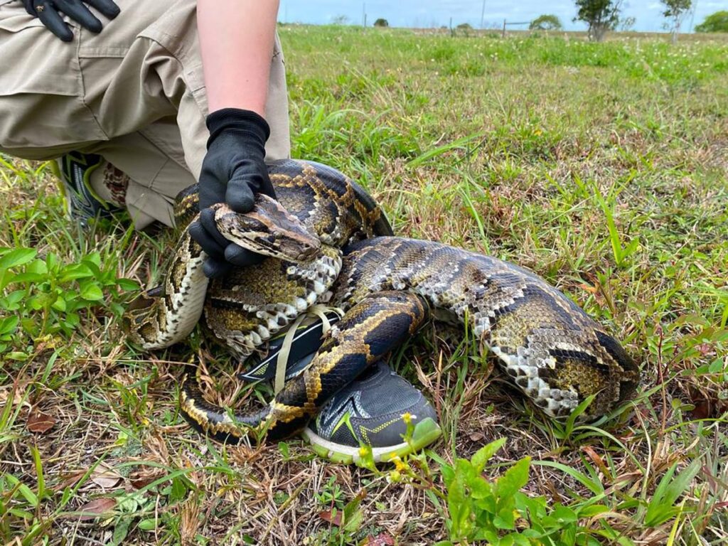 Florida snake hunter and his family wrestle 202-pound python that dragged him 15 feet: report