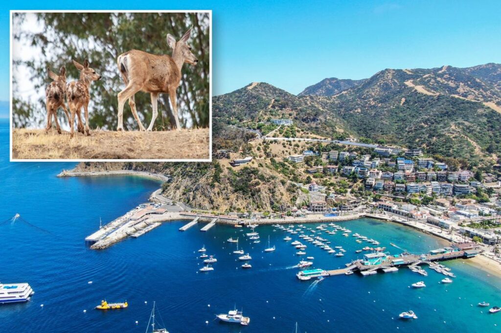 Oh, Deer: Catalina’s plan to slaughter local herd sparks controversy Oh, Deer: Catalina’s plan to slaughter local herd sparks controversy