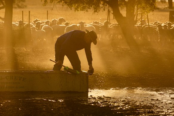 Ouyen farmer Linton Hahnel tended to his sheep before Tuesday’s heat set in.