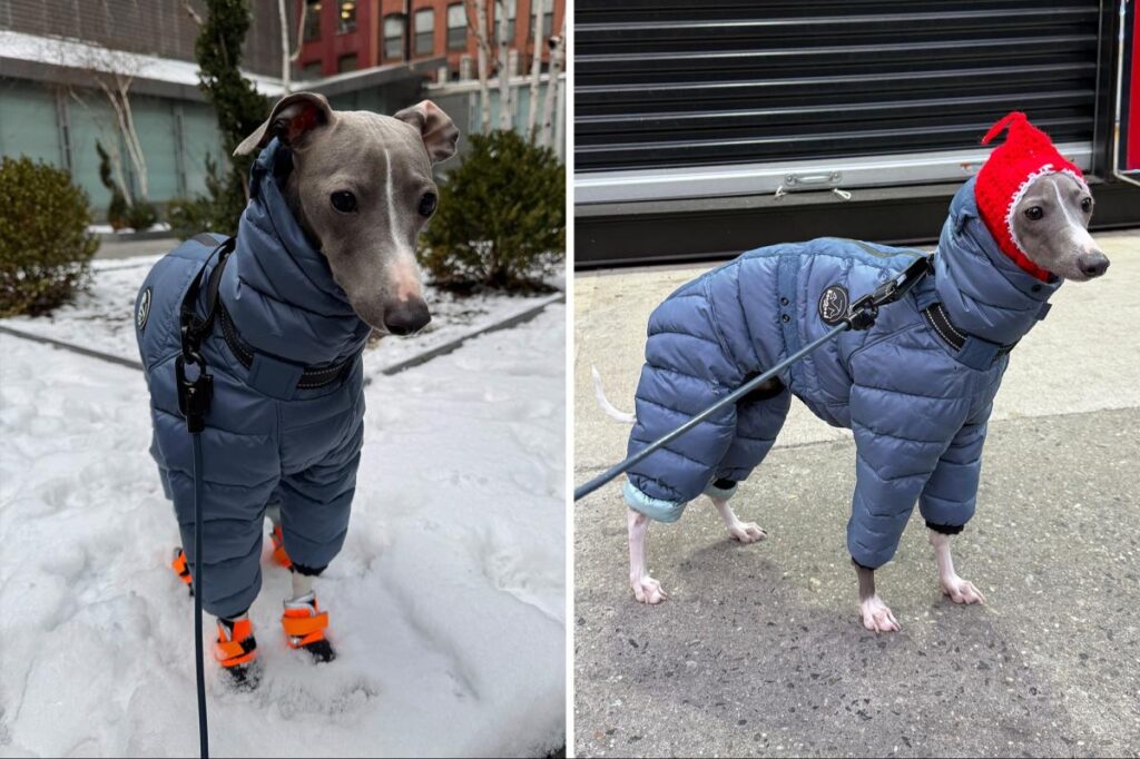 Exclusive | NYC dog goes viral for trying to walk in his new snow boots in adorable video: ‘Send help’