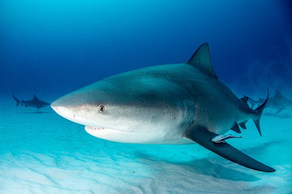 Bull sharks are suspected in the latest attacks.