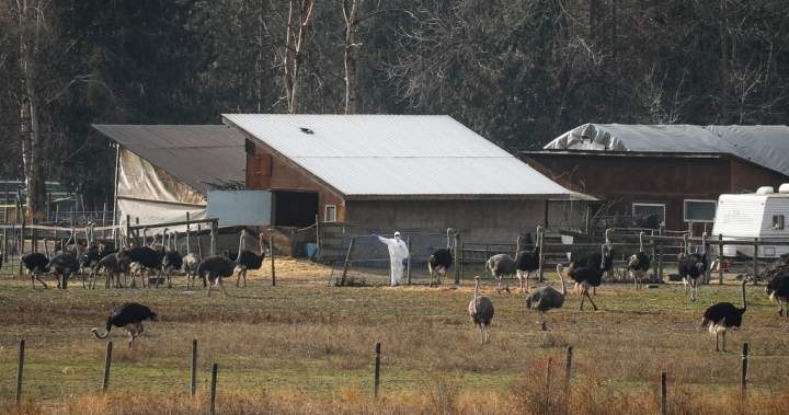 CFIA official tells of threats and harassment that dogged ostrich cull operation CFIA official tells of threats and harassment that dogged ostrich cull operation