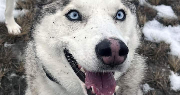 B.C. couple launches petition about fur traps after beloved Husky caught, killed B.C. couple launches petition about fur traps after beloved Husky caught, killed