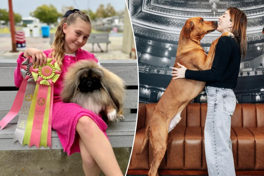 Exclusive | How the glam dogs of Westminster keep up with the canine Kardashians — from elaborate grooming routines to pricey trips