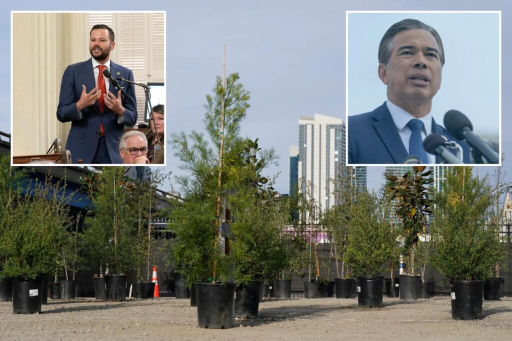 Exclusive | San Francisco legislator ignores crime, asks for state investigation into trees