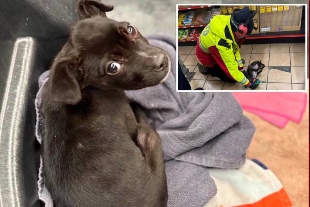 Missouri firefighters rescue 8-week-old puppy found in burning car during Winter Storm Fern Missouri firefighters rescue 8-week-old puppy found in burning car during Winter Storm Fern