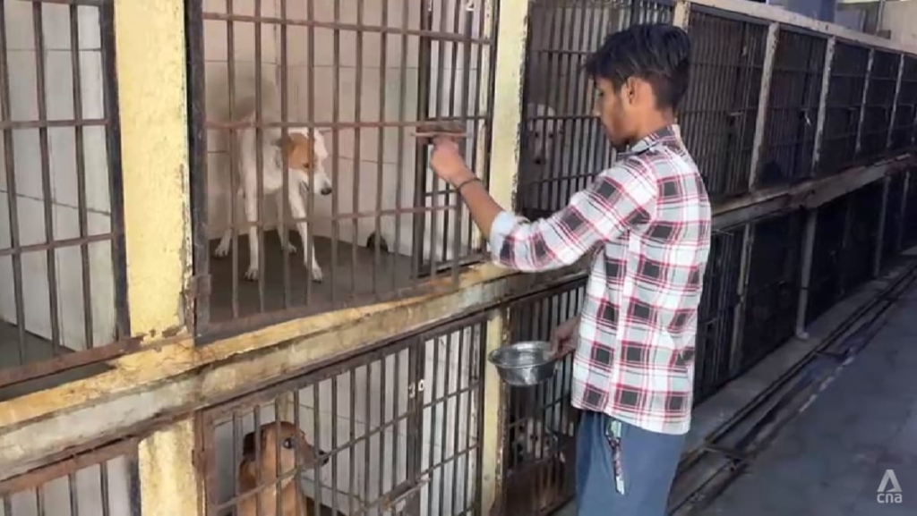 India’s top court weighs rules on stray dogs as bite cases surge