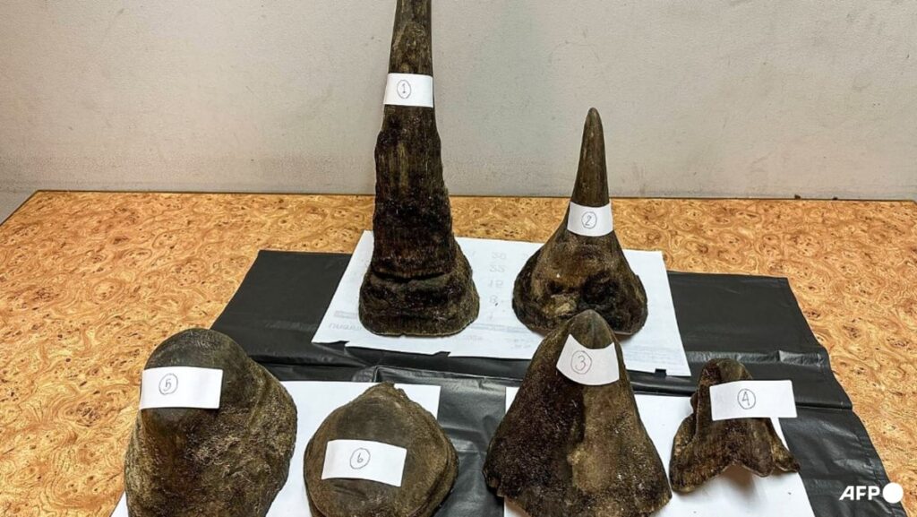 Man arrested in Thailand for smuggling rhino horns