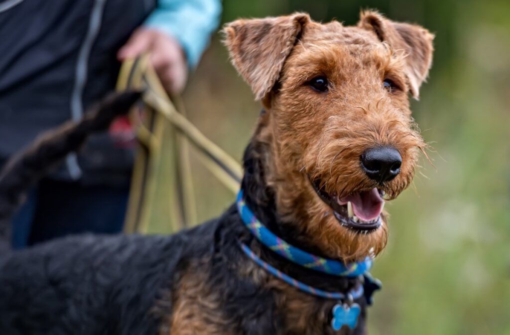Airedale Terrier Attends Day Care—Internet Can’t Handle First Report Card 
