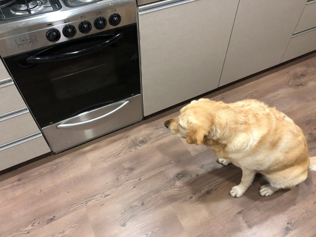 Man Cooks Brisket at 3AM—Owner Can’t Believe What Dogs Do Hours Later