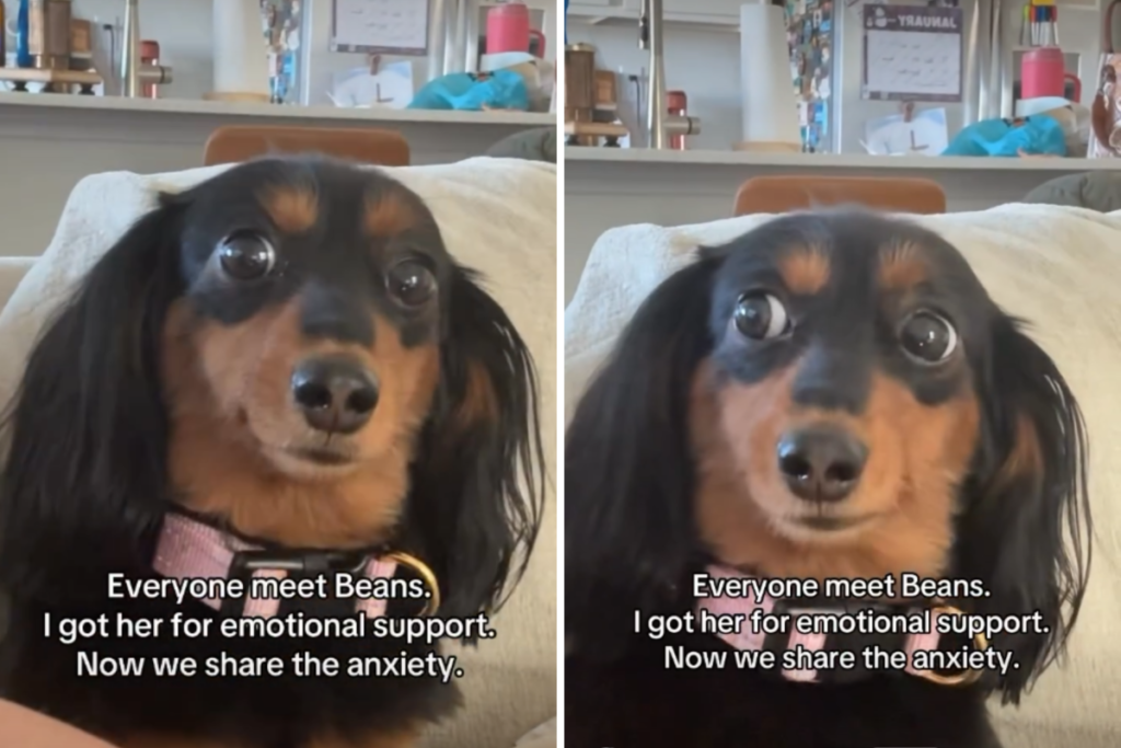 Woman Gets Dachshund for ‘Emotional Support’—Backfires Spectacularly   