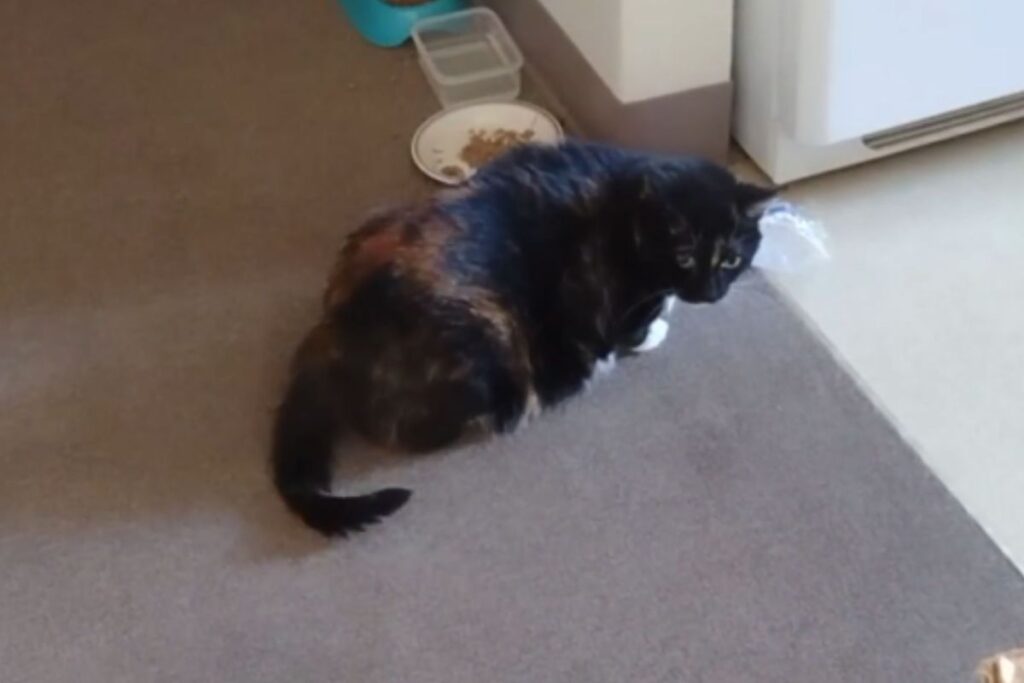 Cat Who ‘Tapped and Sassed’ Owner for Carrots Wins ‘Pet of the Week’