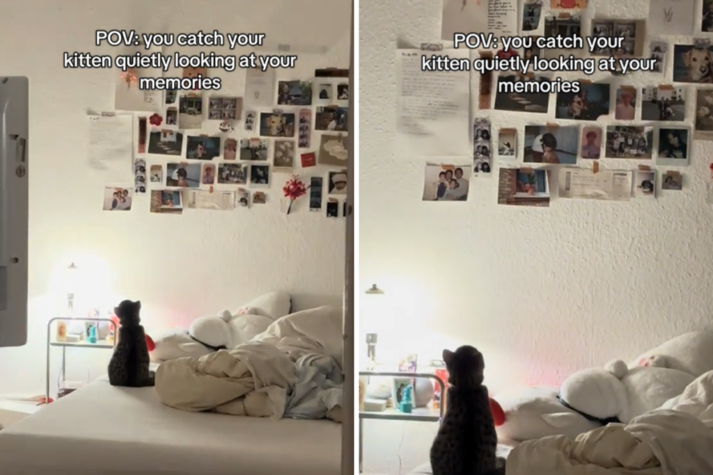 Hearts Melt at What Owner Catches New Kitten Staring At: ‘Taking It All In’