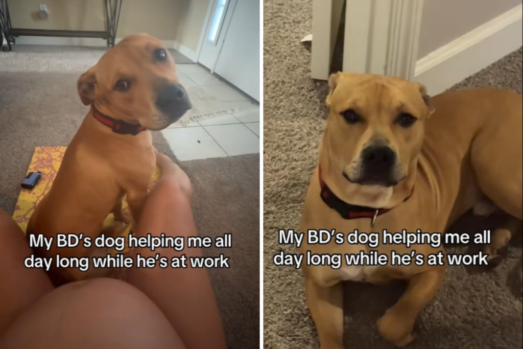 Dog’s Devotion to Pregnant Owner Melts Hearts: ‘Helping Me All Day Long’