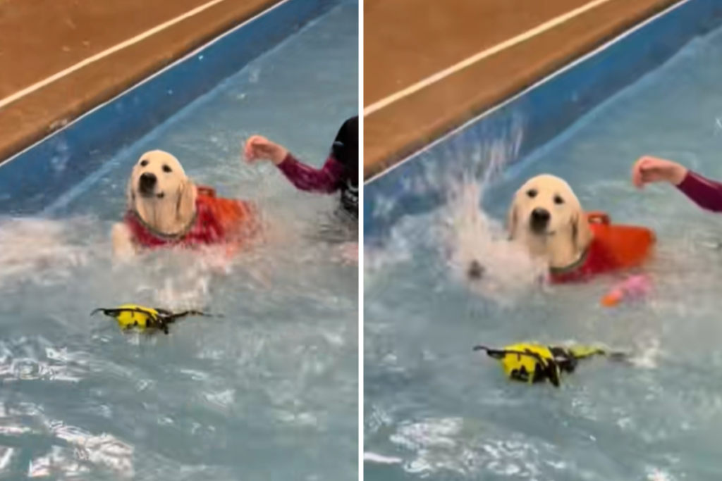 Golden Retriever Puppy Has First Swimming Lesson, Instructor Left Stunned